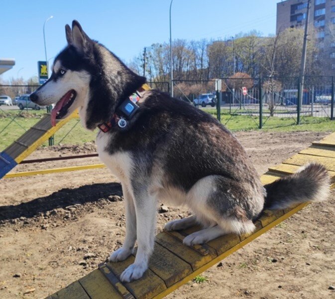 pet tracking tracciamento animali